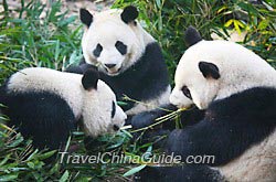 Giant Pandas