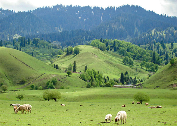 Nalati Grassland